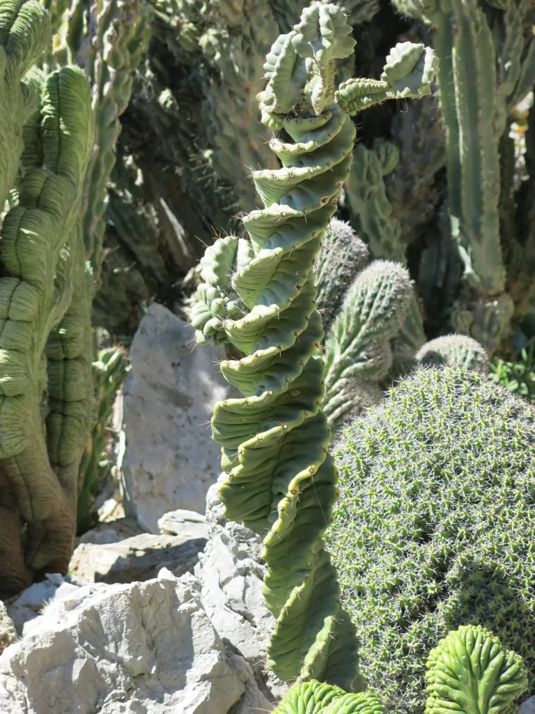 Cereus forbesii – pestovanie a (Cereus forbesii) – v záhrade, fotografia rastliny