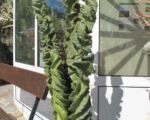 Cereus forbesii – pestovanie a starostlivosť