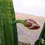 Cereus hildmannianus – (Cereus hildmannianus) – Pflanzenfoto