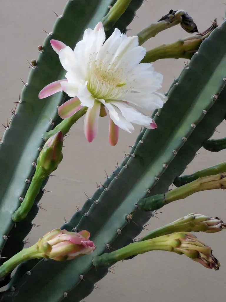 Cereus hildmannianus – (Cereus hildmannianus) – Blüten in Nahaufnahme, Pflanzenfoto