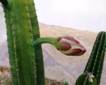 Hedge Cactus (Cereus hildmannianus) care guide