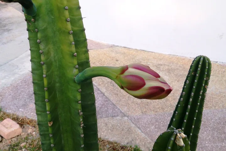 Cereus hildmannianus
