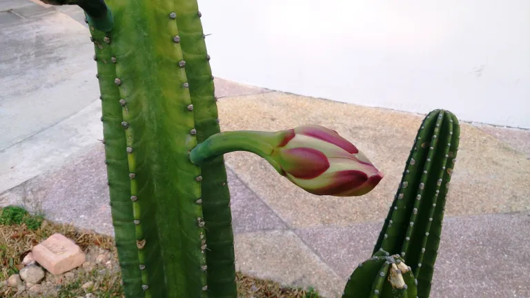 Cereus hildmannianus
