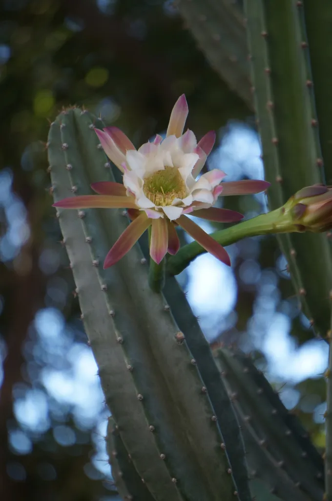 Cereus hildmannianus – (Cereus hildmannianus) – typisches Erscheinungsbild, Pflanzenfoto