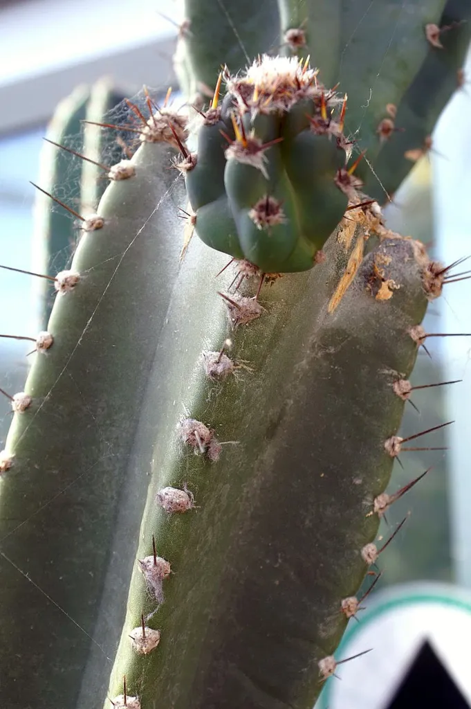 Cereus hildmannianus – (Cereus hildmannianus) – im Garten, Pflanzenfoto