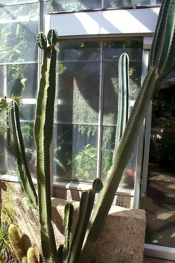 Cereus hildmannianus – (Cereus hildmannianus) – im Garten, Pflanzenfoto
