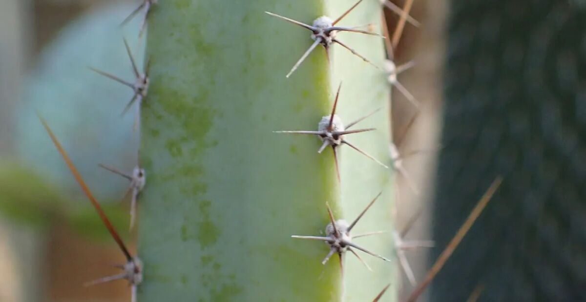 Cereus 'Jamacaru' – fotografia rastliny