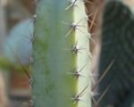 Cereus ‘Jamacaru’