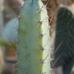 Cereus ‘Jamacaru’ (Cereus 'Jamacaru') – Pflanzenfoto