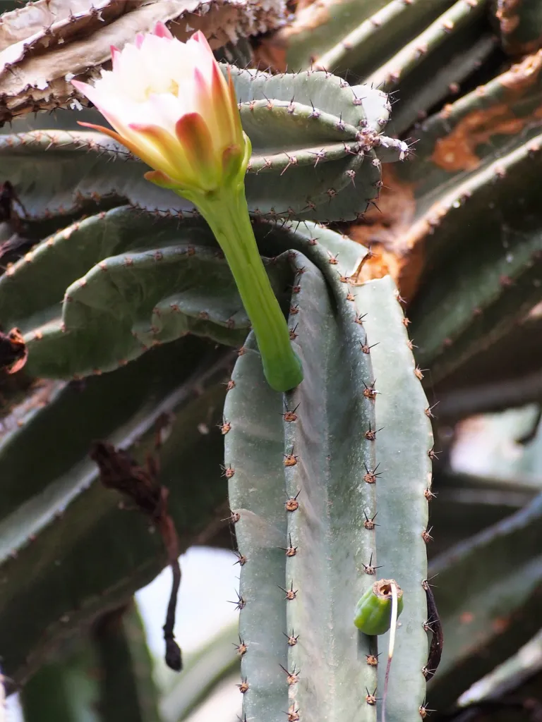 Cereus ‘Jamacaru’ (Cereus 'Jamacaru') – in a garden setting, plant photo