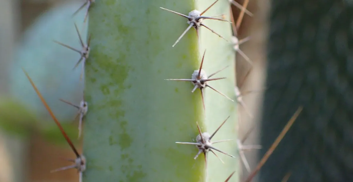 Cereus 'Jamacaru' – plant photo