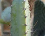 Cereus ‘Jamacaru’