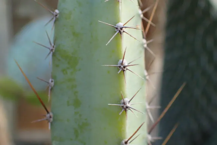 Cereus 'Jamacaru'