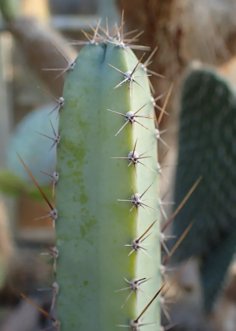 Cereus 'Jamacaru'