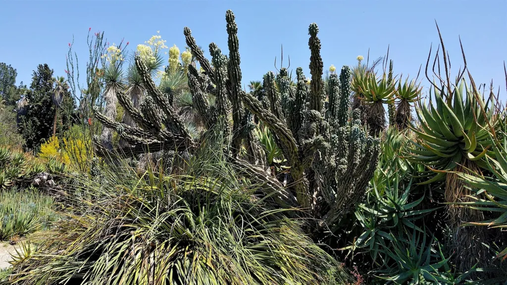Cereus ‘Jamacaru’ (Cereus 'Jamacaru') – in a garden setting, plant photo