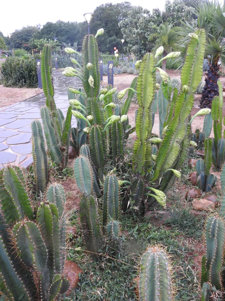 Cereus ‘Jamacaru’ (Cereus 'Jamacaru') – flowers in close-up, plant photo