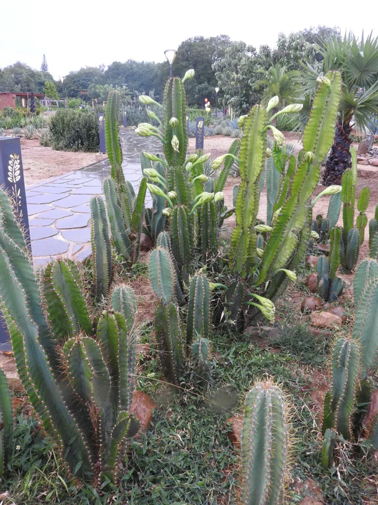 Cereus ‘Jamacaru’ (Cereus 'Jamacaru') – flowers in close-up, plant photo