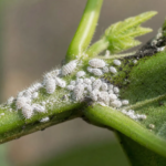 Červcovec Phenacoccus solenopsis