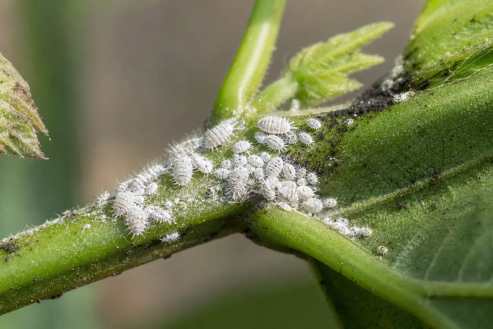 Červcovec Phenacoccus solenopsis