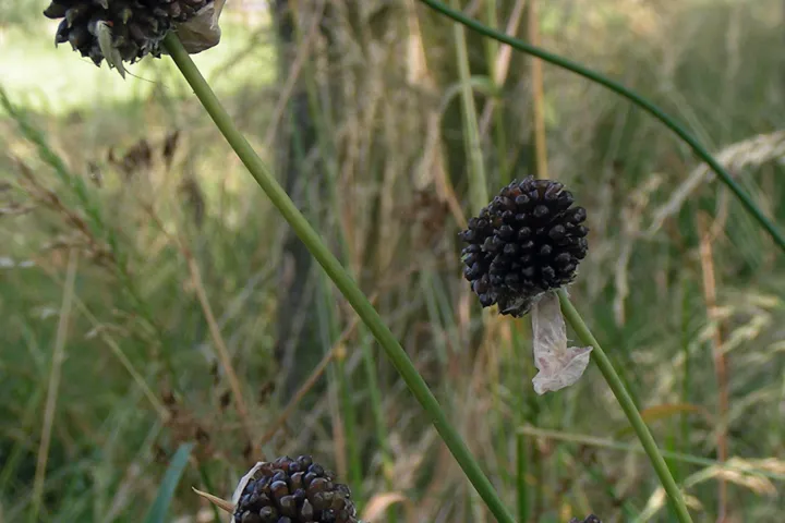 Allium