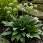 cesnak hadí (Allium victorialis) – fotografia rastliny