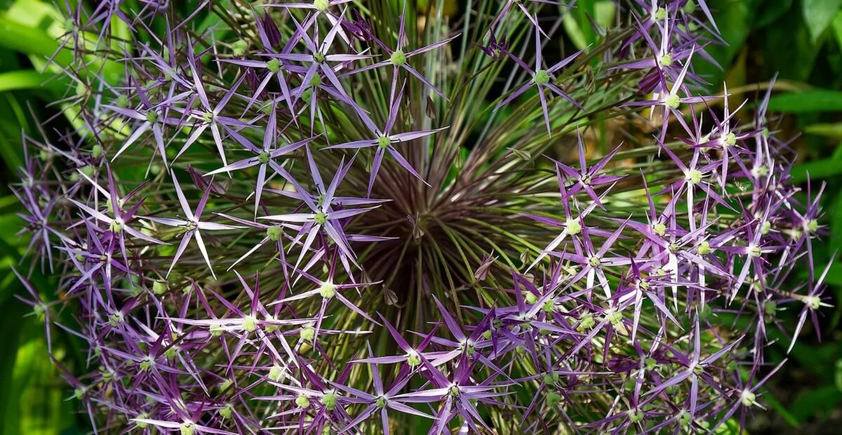 cesnak kovovolesklý (Allium cristophii) – fotografia rastliny