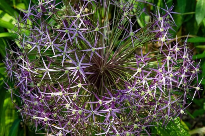 Allium cristophii