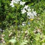 cesnak neapolský (Allium neapolitanum) – fotografia rastliny