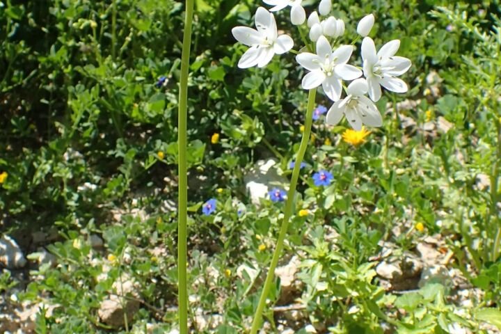 Allium neapolitanum