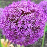 cesnak obrovský (Allium giganteum) – fotografia rastliny