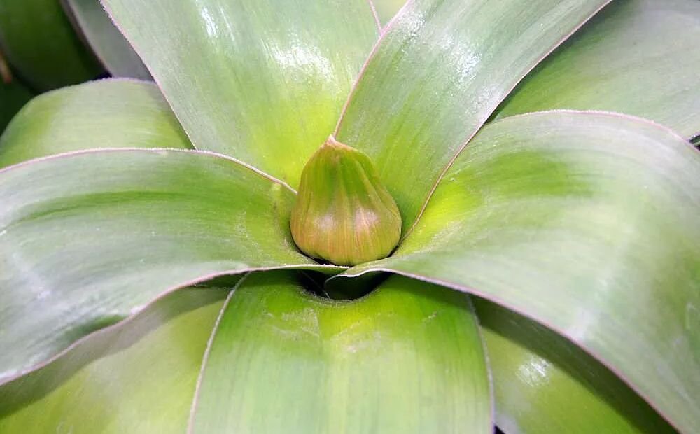 cesnak okrasný ‘Globemaster’ (Allium 'Giganteum Globemaster') – fotografia rastliny