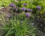 Cesnak orešcový (Allium scorodoprasum) – pestovanie a starostlivosť