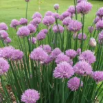 cesnak pažítkový (Allium schoenoprasum) – fotografia rastliny