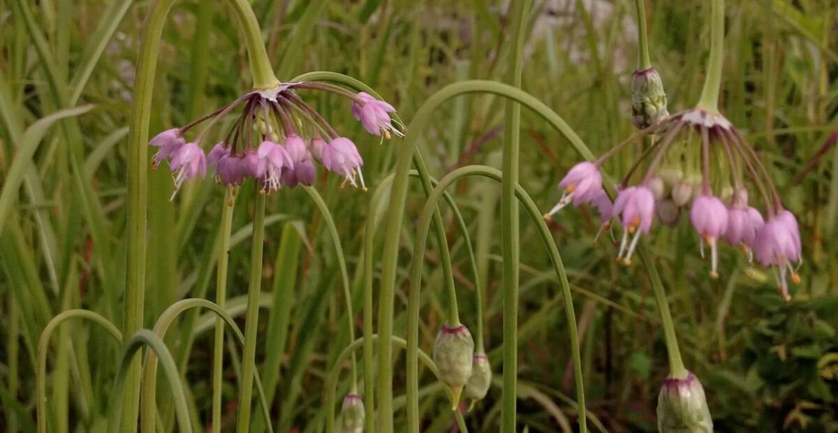 Cesnak previsnutý (Allium 'Cernuum') – fotografia rastliny