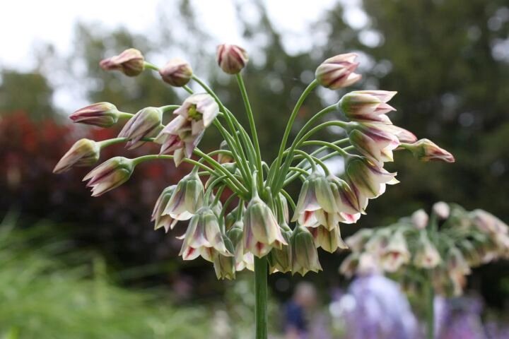 Allium 'Siculum'