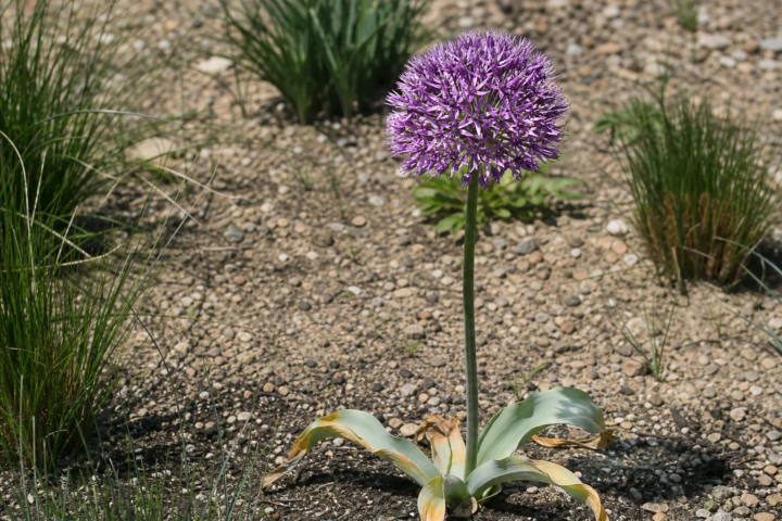 Allium stipitatum
