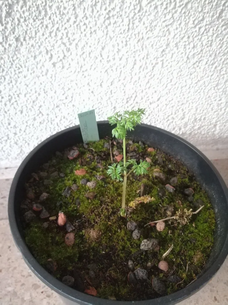 krkoška hľuznatá (Chaerophyllum bulbosum) – typický vzhľad, fotografia rastliny