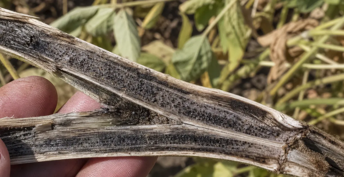 Charcoal rot