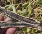 Charcoal rot