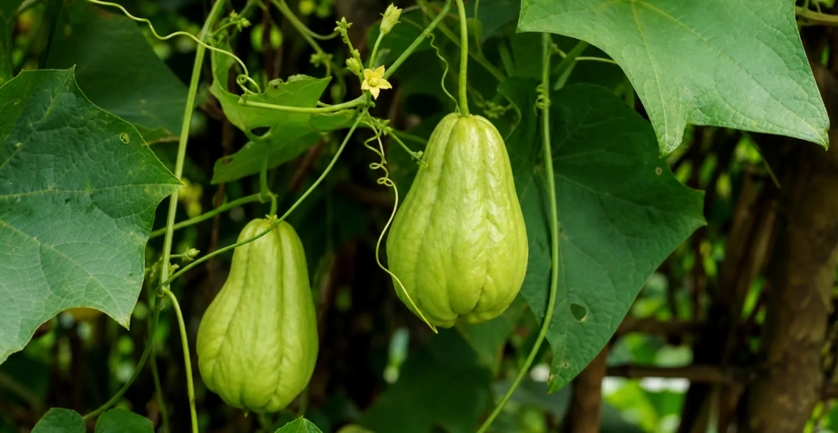 Chayote (Sechium edule) – Pflanzenfoto