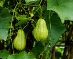 Chayote (Sechium edule) – Pflege