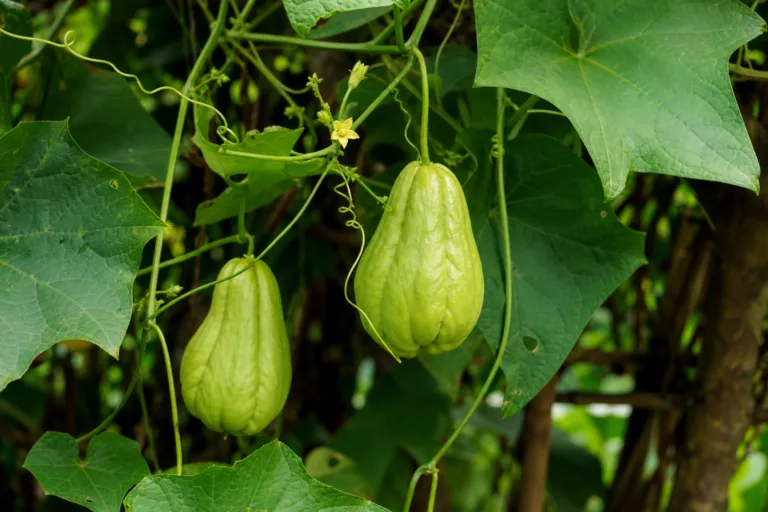 Sechium edule