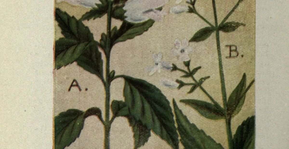 Chelone glabra – Pflanzenfoto