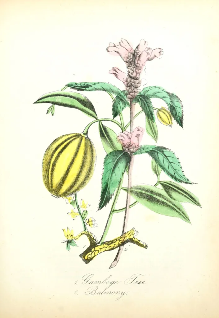 white turtlehead (Chelone glabra) – natural growth habit, plant photo