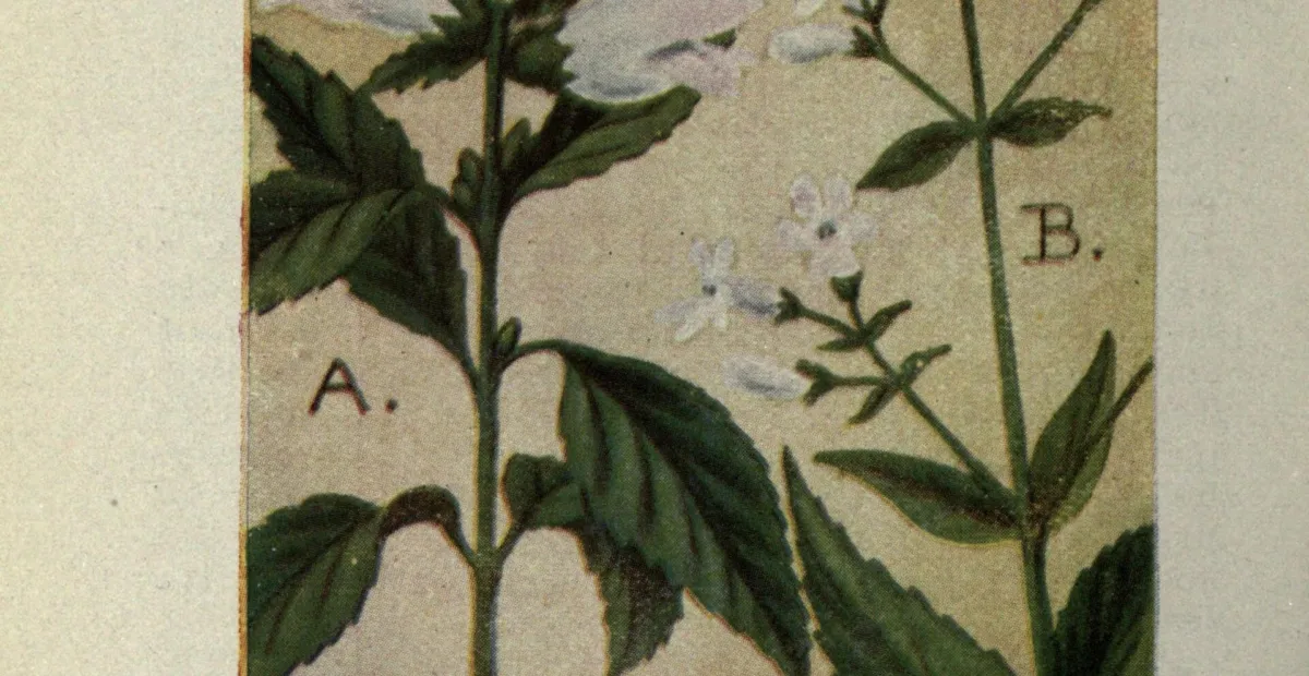 white turtlehead (Chelone glabra) – plant photo