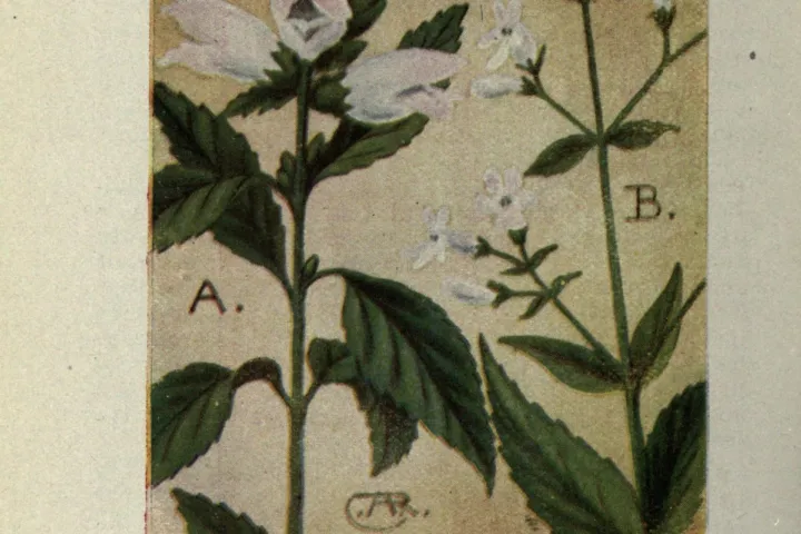 Chelone glabra