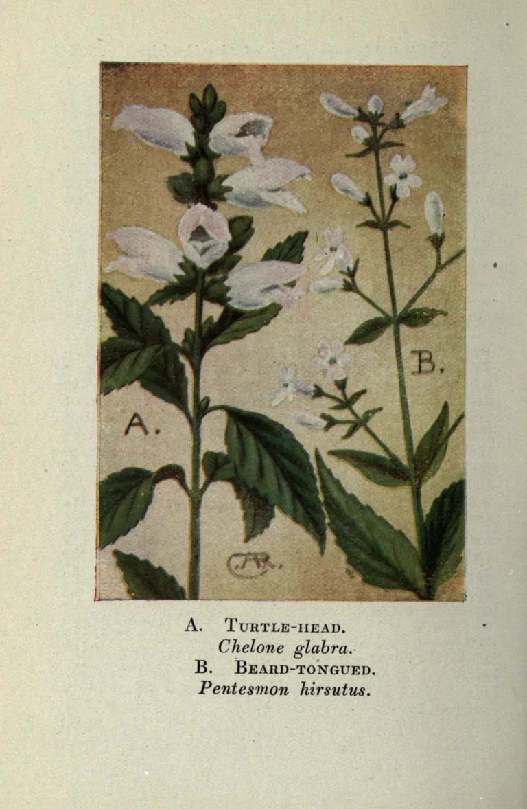 Chelone glabra