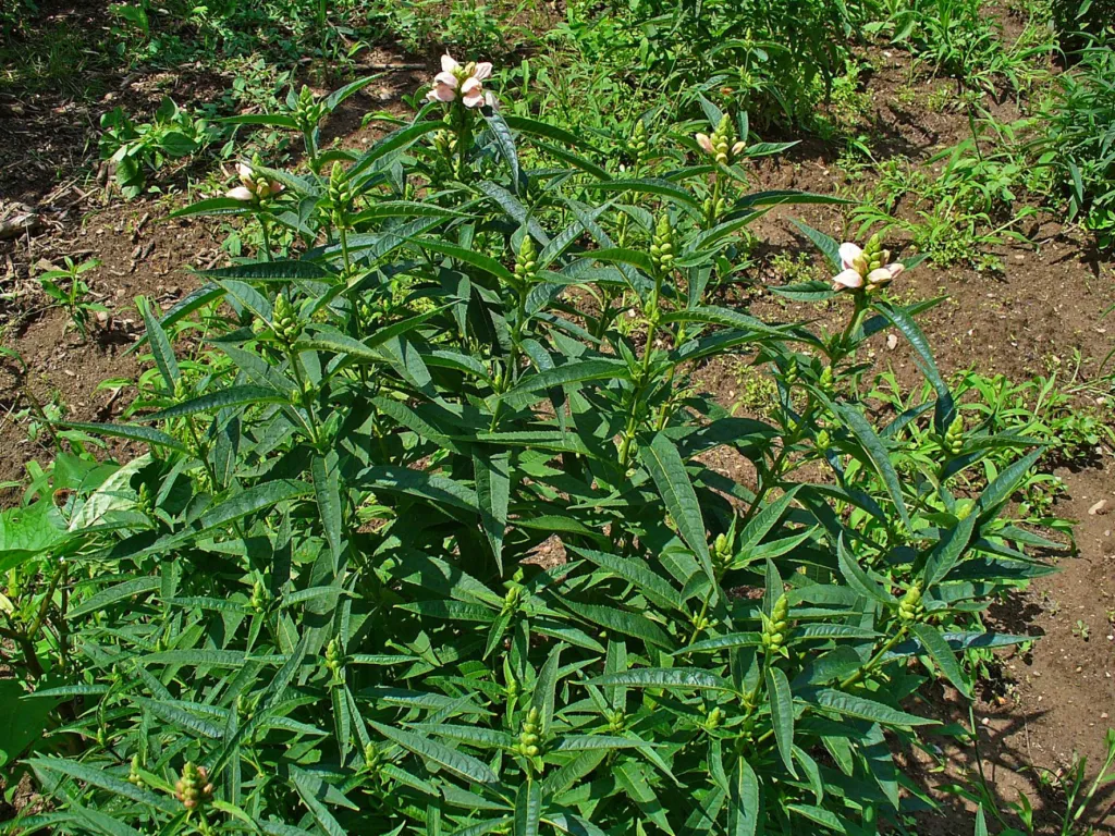 white turtlehead (Chelone glabra) – characteristic appearance, plant photo