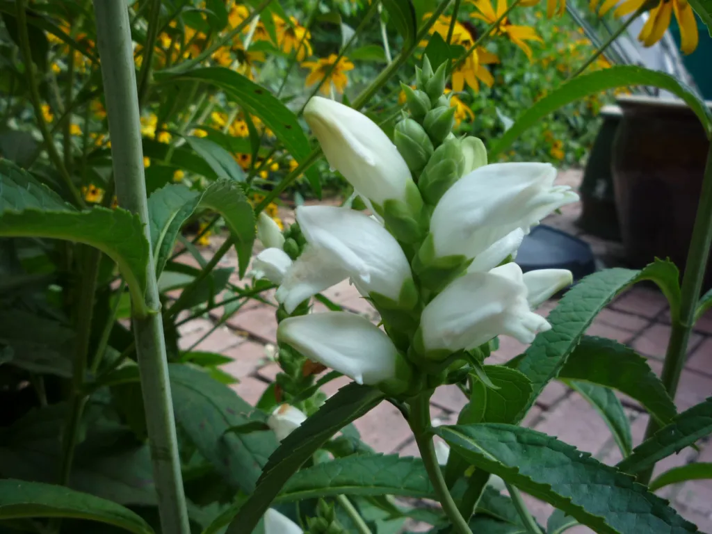 white turtlehead (Chelone glabra) – flowers in close-up, plant photo