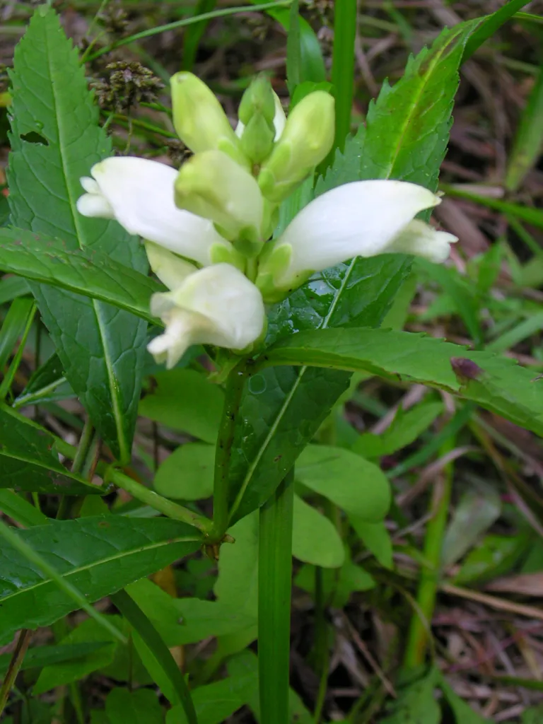 white turtlehead (Chelone glabra) – flowers in close-up, plant photo